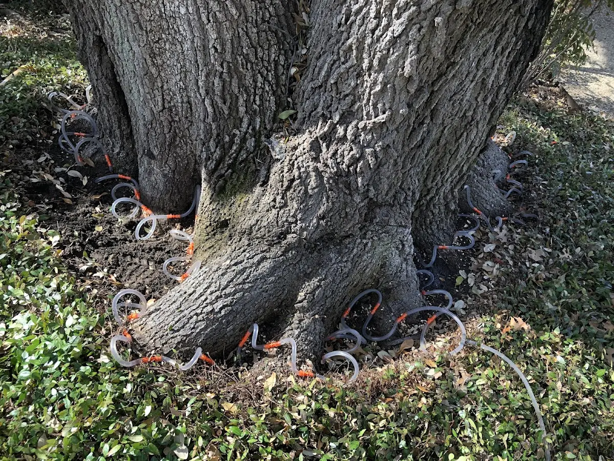 Detailed Tree Cabling and Bracing job site in Ceresco
