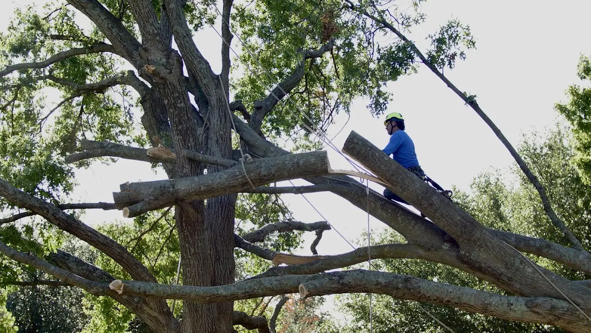 Professional Hazardous Tree Removal performed by certified arborists in Ceresco