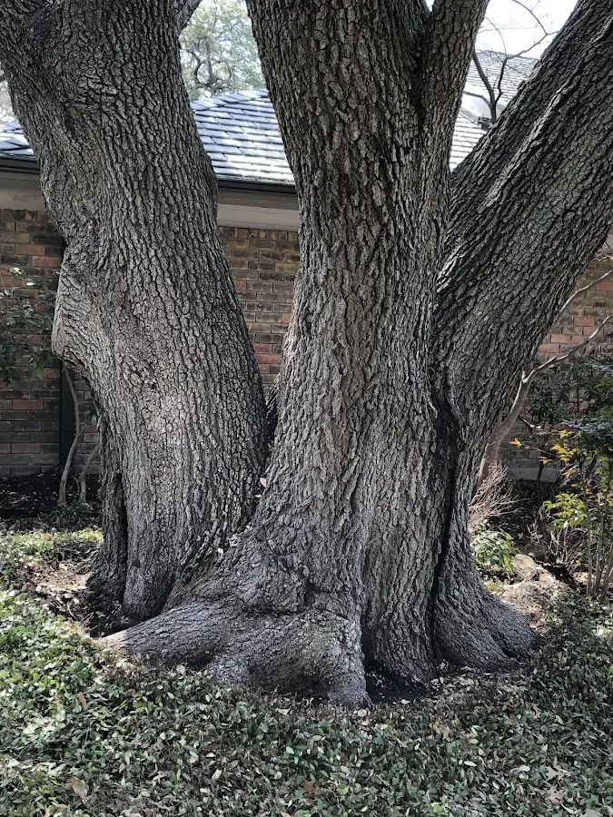 Mature heritage tree close to a Ceresco property cared for by certified arborists